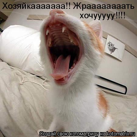 Хозяйкааааааа!! Жраааааааать хочууууу!!!!... Котоматрица: Хозяйкааааааа!! Жраааааааать хочууууу!!!!