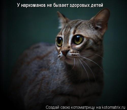 У наркоманов не бывает здоровых детей... Котоматрица: У наркоманов не бывает здоровых детей