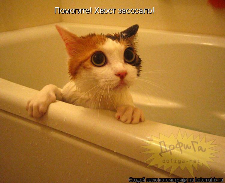 Помогите! Хвост засосало!... Котоматрица: Помогите! Хвост засосало!