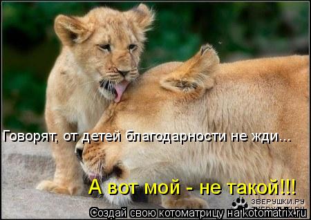 Котоматрица: Говорят, от детей благодарности не жди... А вот мой - не такой!!!