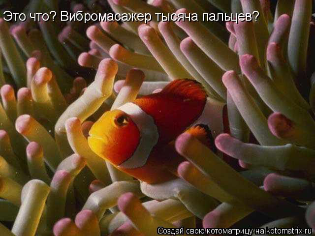Это что? Вибромасажер тысяча пальцев?... Котоматрица: Это что? Вибромасажер тысяча пальцев?
