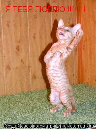 Котоматрица: Я ТЕБЯ ЛЮБЛЮ!!!!!!!!!