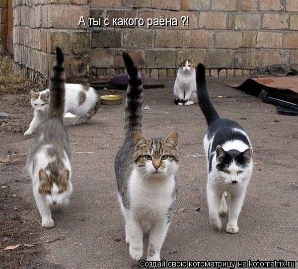 А ты с какого раёна ?!... Котоматрица: А ты с какого раёна ?!