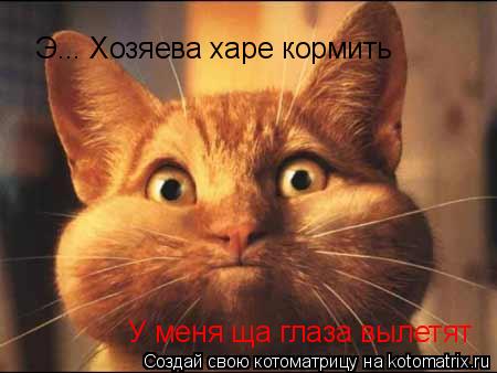 Э... Хозяева харе кормить У меня ща глаза вылетят... Котоматрица: Э... Хозяева харе кормить У меня ща глаза вылетят