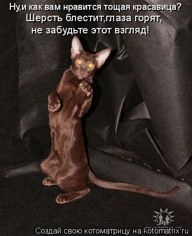 Ну,и как вам нравится тощая красавица? Шерсть блестит,глаза горят, не забудьте этот взгляд!... Котоматрица: Ну,и как вам нравится тощая красавица? Шерсть блестит,глаза горят, не забудьте этот взгляд!