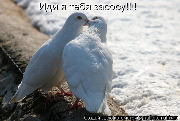 Иди я тебя засосу!!!!... Котоматрица: Иди я тебя засосу!!!!