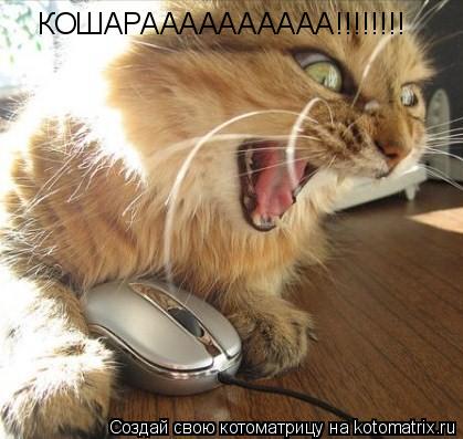 КОШАРАААААААААА!!!!!!!!... Котоматрица: КОШАРАААААААААА!!!!!!!!