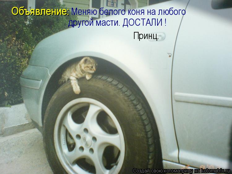 Объявление: Меняю белого коня на любого другой масти. ДОСТАЛИ ! Принц.... Котоматрица: Объявление: Меняю белого коня на любого другой масти. ДОСТАЛИ ! Принц.