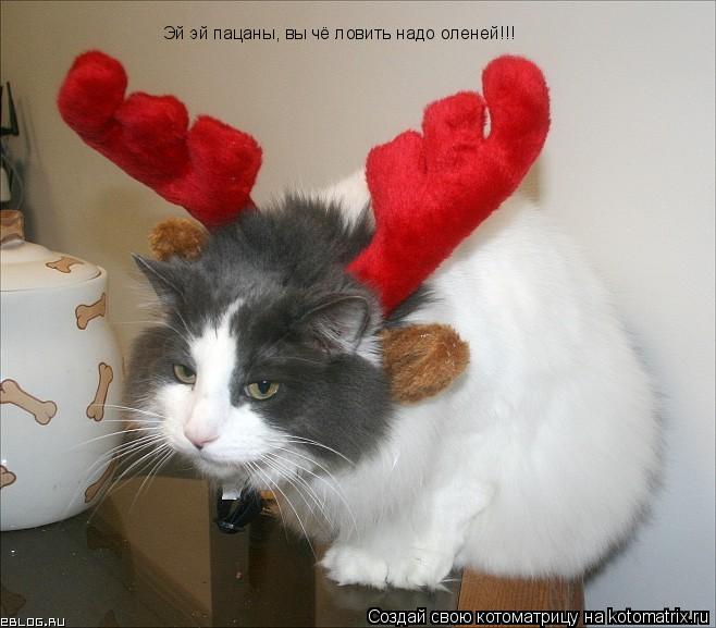 Эй эй пацаны, вы чё ловить надо оленей!!!... Котоматрица: Эй эй пацаны, вы чё ловить надо оленей!!!