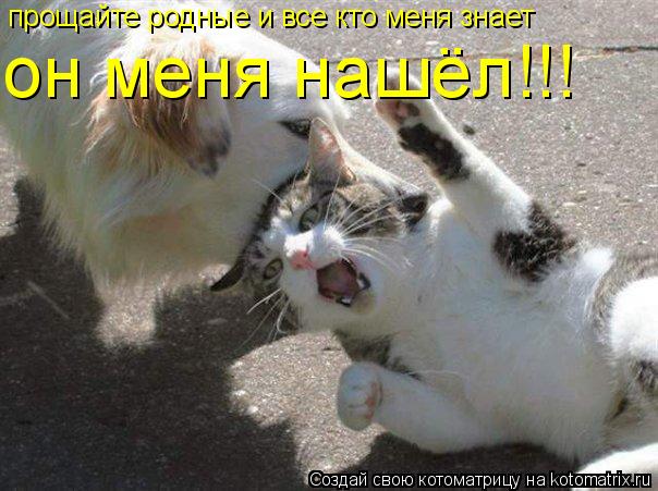 прощайте родные и все кто меня знает он меня нашёл!!!... Котоматрица: прощайте родные и все кто меня знает он меня нашёл!!!