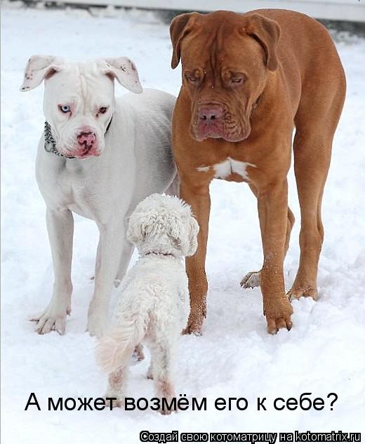 А может возмём его к себе?... Котоматрица: А может возмём его к себе?