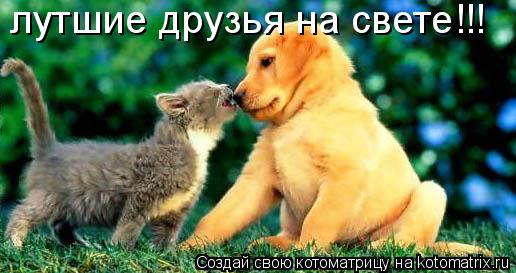 лутшие друзья на свете!!!... Котоматрица: лутшие друзья на свете!!!