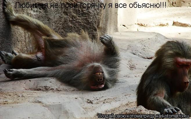 Любимая не пори горячку я все обьясню!!!... Котоматрица: Любимая не пори горячку я все обьясню!!!