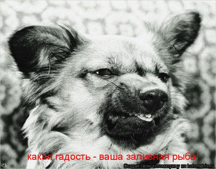 какая гадость - ваша заливная рыба!... Котоматрица: какая гадость - ваша заливная рыба!