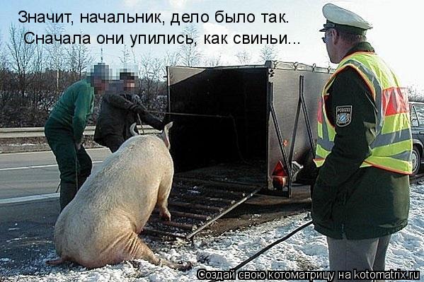 Значит, начальник, дело было так. Сначала они упились, как свиньи...... Котоматрица: Значит, начальник, дело было так. Сначала они упились, как свиньи...