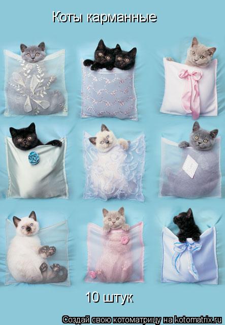 Коты карманные 10 штук... Котоматрица: Коты карманные 10 штук