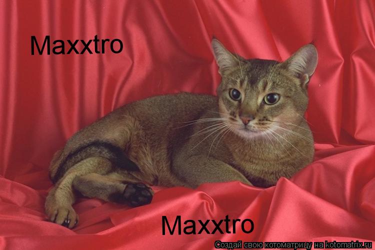 Maxxtro Maxxtro... Котоматрица: Maxxtro Maxxtro