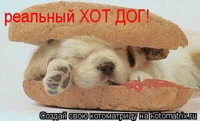 реальный ХОТ ДОГ!... Котоматрица: реальный ХОТ ДОГ!