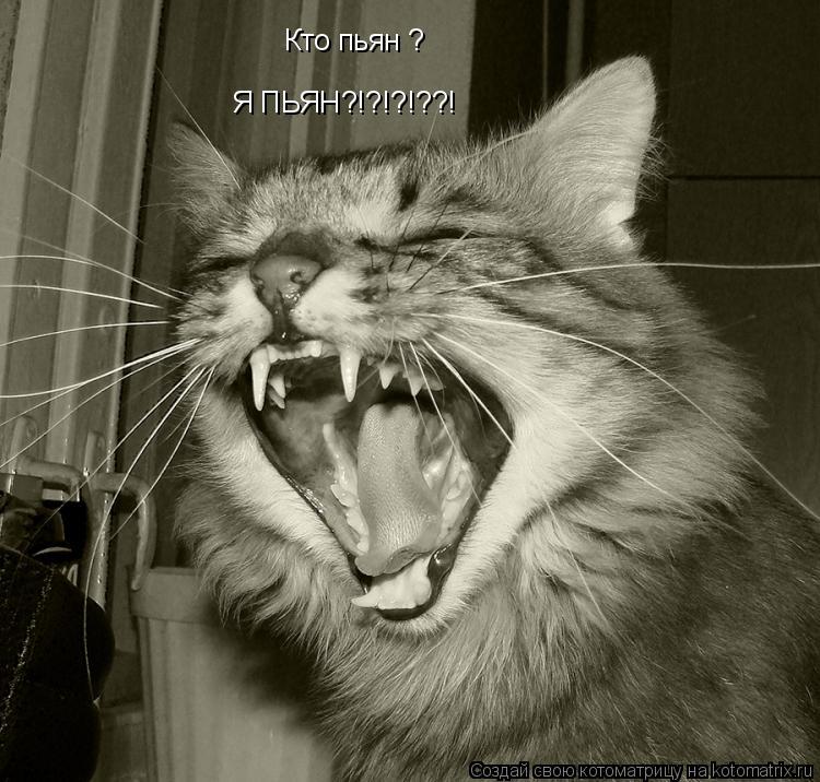 Кто пьян ? Я ПЬЯН?!?!?!??!... Котоматрица: Кто пьян ? Я ПЬЯН?!?!?!??!
