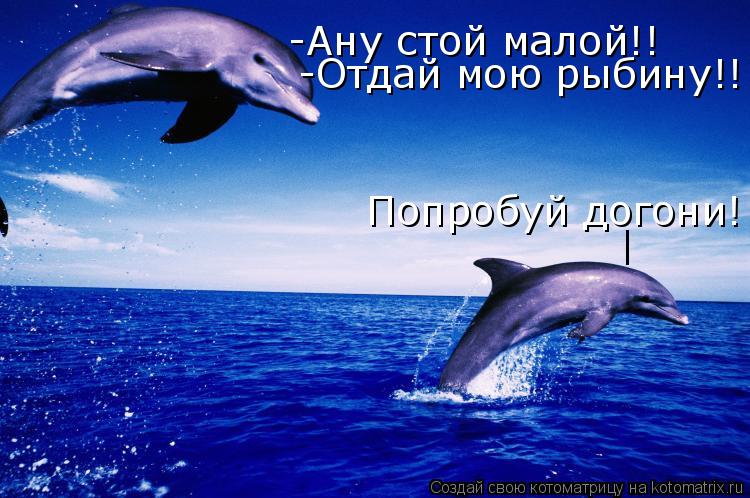 -Ану стой малой!! -Отдай мою рыбину!! Попробуй догони! |... Котоматрица: -Ану стой малой!! -Отдай мою рыбину!! Попробуй догони! |
