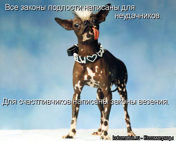 Все законы подлости написаны для неудачников. Для счастливчиков написаны законы везения.... Котоматрица: Все законы подлости написаны для неудачников. Для счастливчиков написаны законы везения.
