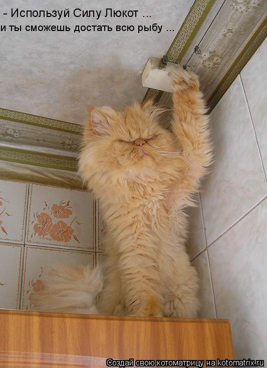 - Используй Силу Люкот ... и ты сможешь достать всю рыбу ...... Котоматрица: - Используй Силу Люкот ... и ты сможешь достать всю рыбу ...