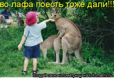во лафа поесть тоже дали!!!... Котоматрица: во лафа поесть тоже дали!!!