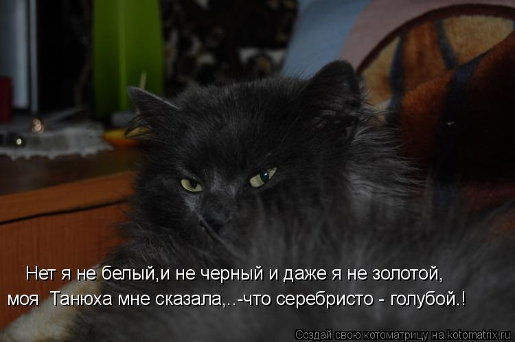 Нет я не белый,и не черный и даже я не золотой, моя Танюха мне сказала,..-что серебристо - голубой.!... Котоматрица: Нет я не белый,и не черный и даже я не золотой, моя Танюха мне сказала,..-что серебристо - голубой.!