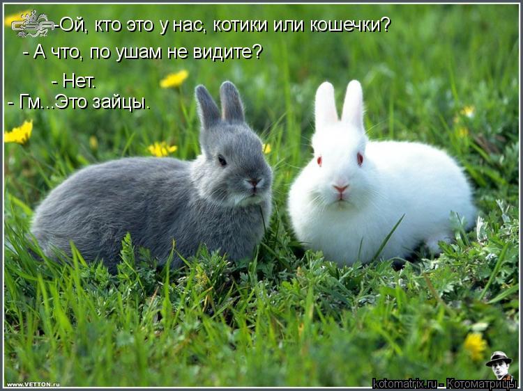 - А что, по ушам не видите? - Нет. - Гм...Это зайцы. -Ой, кто это у нас, котики или кошечки?... Котоматрица: - А что, по ушам не видите? - Нет. - Гм...Это зайцы. -Ой, кто это у нас, котики или кошечки?