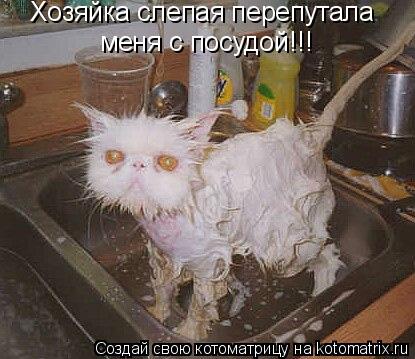 Хозяйка слепая перепутала меня с посудой!!!... Котоматрица: Хозяйка слепая перепутала меня с посудой!!!