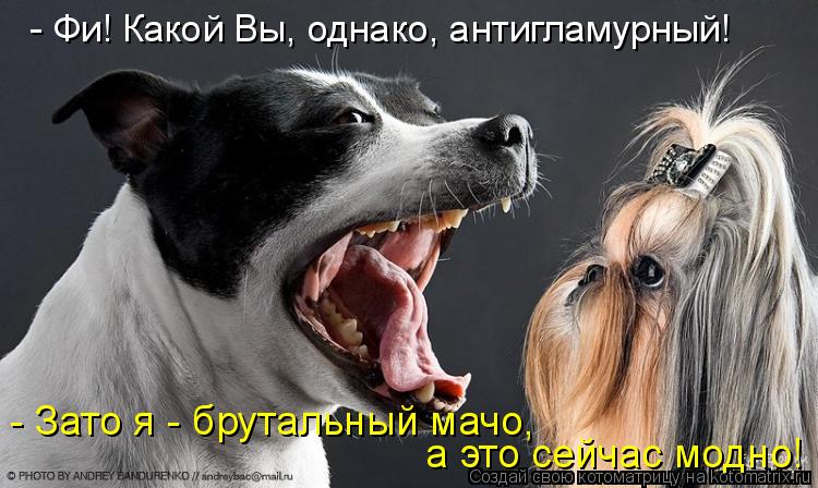 - Фи! Какой Вы, однако, антигламурный! - Зато я - брутальный мачо, а это сейчас модно!... Котоматрица: - Фи! Какой Вы, однако, антигламурный! - Зато я - брутальный мачо, а это сейчас модно!