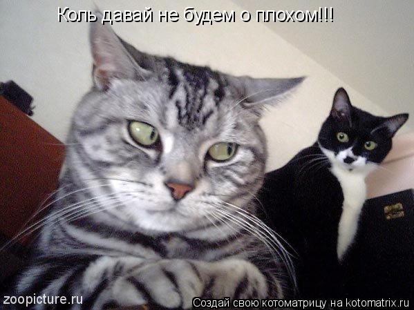 Коль давай не будем о плохом!!!... Котоматрица: Коль давай не будем о плохом!!!