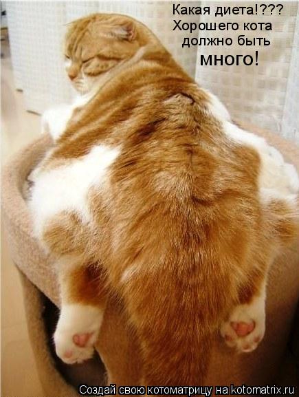 Какая диета!??? Хорошего кота должно быть много!... Котоматрица: Какая диета!??? Хорошего кота должно быть много!