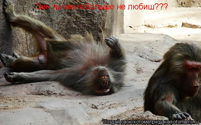 Зин ты меня больше не любиш???... Котоматрица: Зин ты меня больше не любиш???