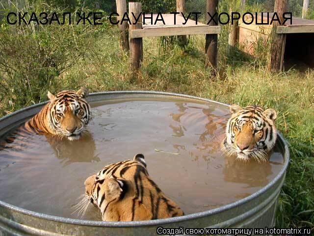 СКАЗАЛ ЖЕ САУНА ТУТ ХОРОШАЯ... Котоматрица: СКАЗАЛ ЖЕ САУНА ТУТ ХОРОШАЯ