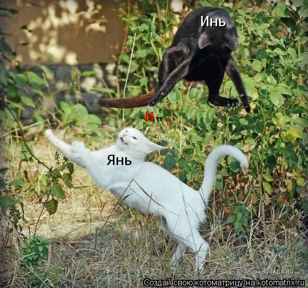 Инь Янь И... Котоматрица: Инь Янь И