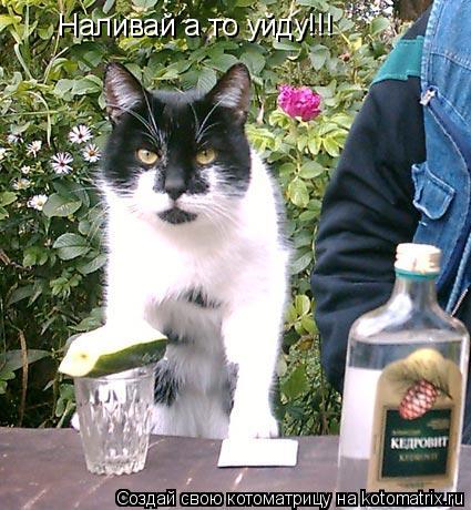 Наливай а то уйду!!!... Котоматрица: Наливай а то уйду!!!