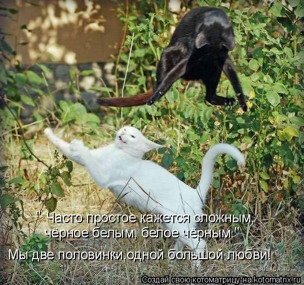 Часто простое кажется сложным, чёрное белым, белое чёрным." " Мы две половинки,одной большой любви!... Котоматрица: Часто простое кажется сложным, чёрное белым, белое чёрным." " Мы две половинки,одной большой любви!
