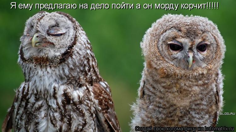 Я ему предлагаю на дело пойти а он морду корчит!!!!!... Котоматрица: Я ему предлагаю на дело пойти а он морду корчит!!!!!