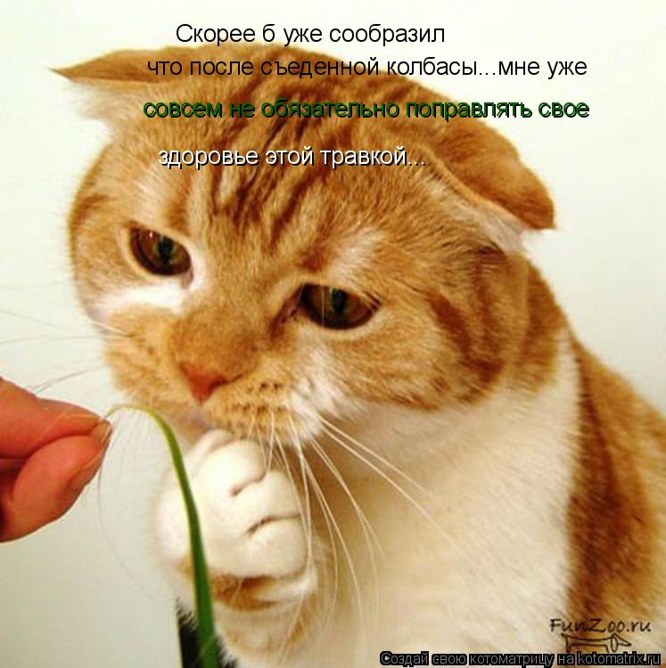 Скорее б уже сообразил что после съеденной колбасы...мне уже совсем не обязательно поправлять свое зд... Котоматрица: Скорее б уже сообразил что после съеденной колбасы...мне уже совсем не обязательно поправлять свое здоровье этой травкой...