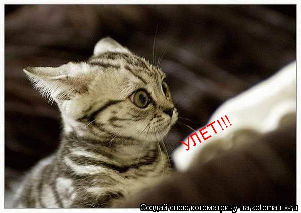 УЛЕТ!!!... Котоматрица: УЛЕТ!!!