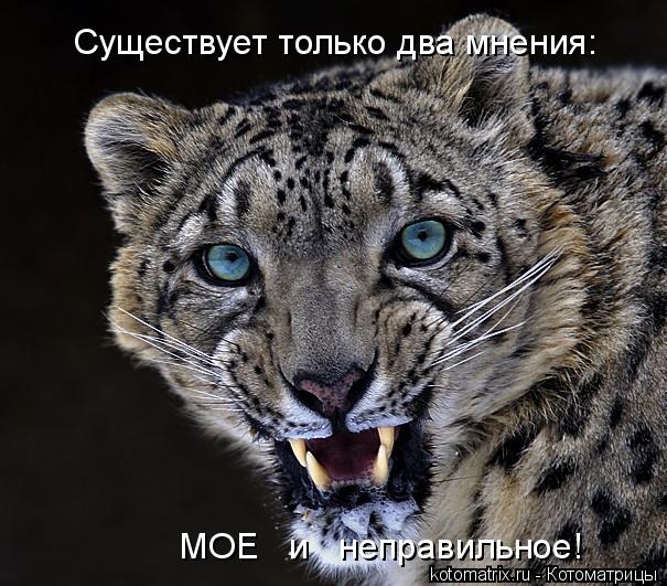 Cуществует только два мнения: МОЕ и неправильное!... Котоматрица: Cуществует только два мнения: МОЕ и неправильное!