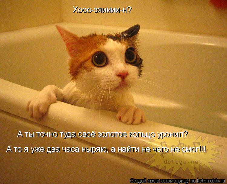 Хооо-зяииии-н? А ты точно туда своё золотое кольцо уронил? А то я уже два часа ныряю, а найти не чего... Котоматрица: Хооо-зяииии-н? А ты точно туда своё золотое кольцо уронил? А то я уже два часа ныряю, а найти не чего не смог!!!