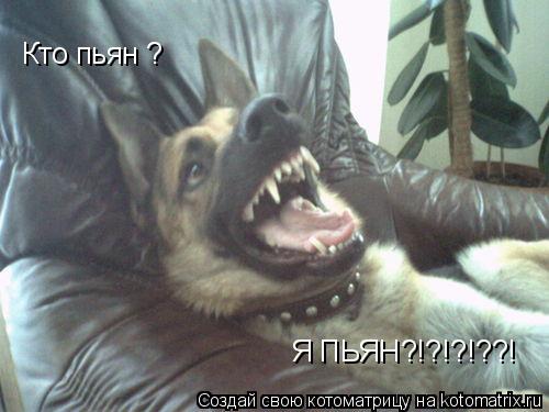 Кто пьян ? Я ПЬЯН?!?!?!??!... Котоматрица: Кто пьян ? Я ПЬЯН?!?!?!??!