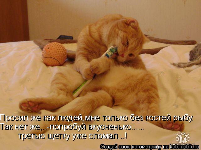 Просил же как людей,мне только без костей рыбу. Так нет же,..-попробуй вкусненько...... третью щетку ... Котоматрица: Просил же как людей,мне только без костей рыбу. Так нет же,..-попробуй вкусненько...... третью щетку уже сломал...!