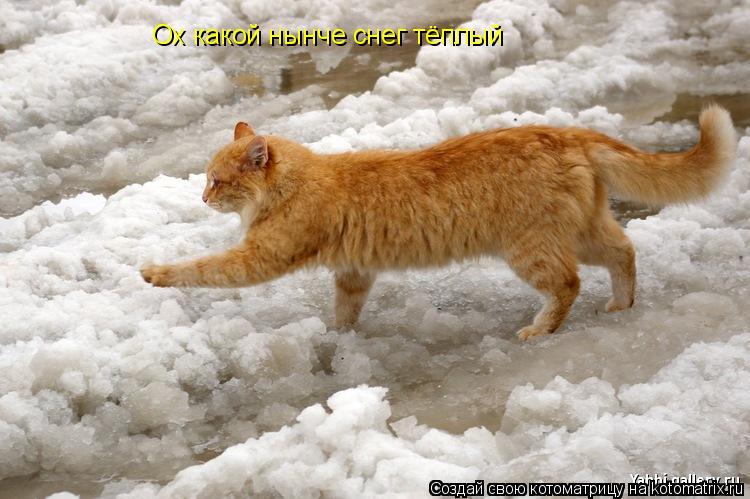 Ох какой нынче снег тёплый... Котоматрица: Ох какой нынче снег тёплый