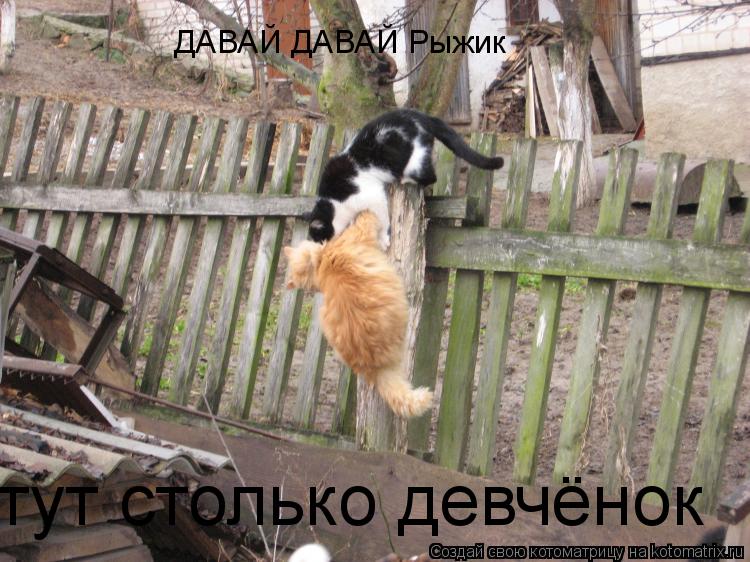 ДАВАЙ ДАВАЙ Рыжик тут столько девчёнок... Котоматрица: ДАВАЙ ДАВАЙ Рыжик тут столько девчёнок