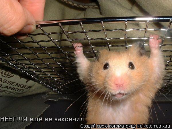 НЕЕТ!!!Я ещё не закончил... Котоматрица: НЕЕТ!!!Я ещё не закончил