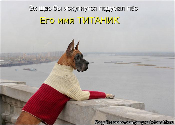 Эх щас бы искупнутся подумал пёс Его имя ТИТАНИК... Котоматрица: Эх щас бы искупнутся подумал пёс Его имя ТИТАНИК