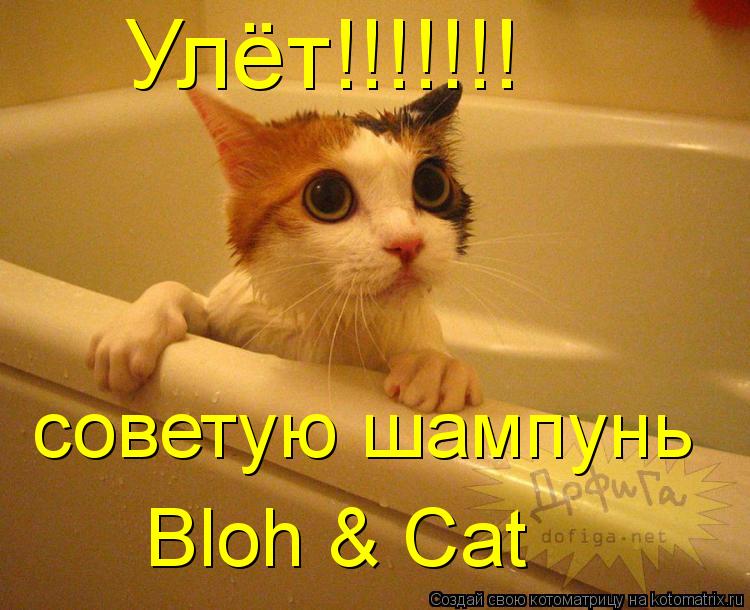 Котоматрица: Улёт!!!!!!! советую шампунь Bloh & Cat